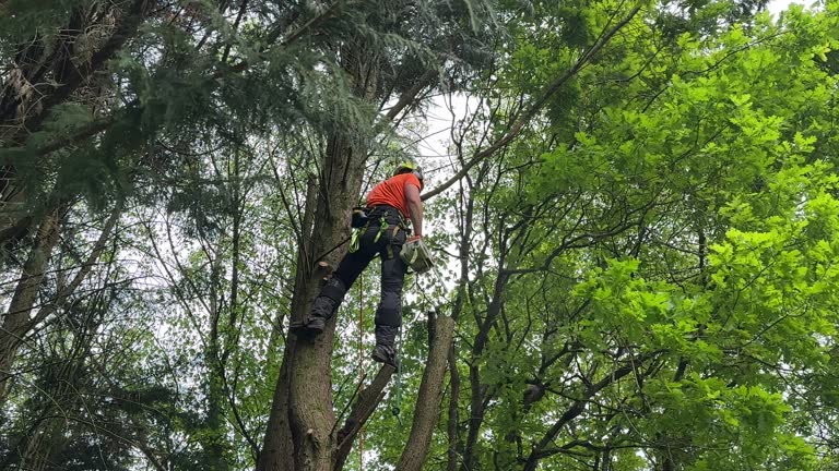 Reliable Bethany, OR Tree Removal and Landscaping Services Solutions